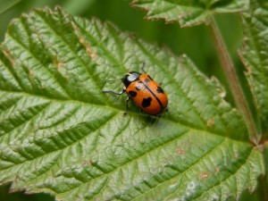 beskid wyspowy 43 (1)